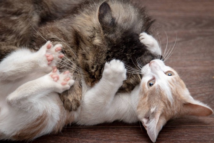 ニャンプロ中の猫たち