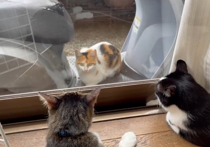 窓の外の三毛猫と内側の2匹の猫