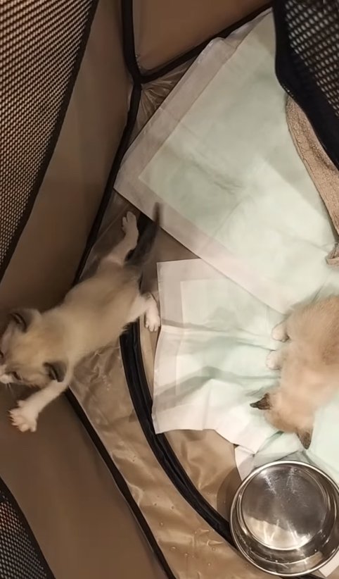 布製のサークルの中に入っている2匹の子猫