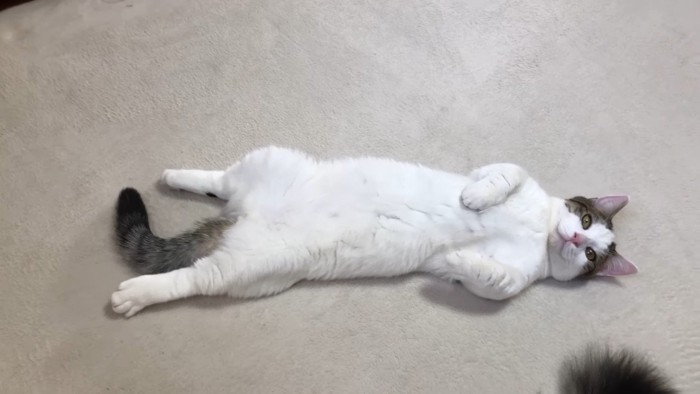 子猫時代のアップ