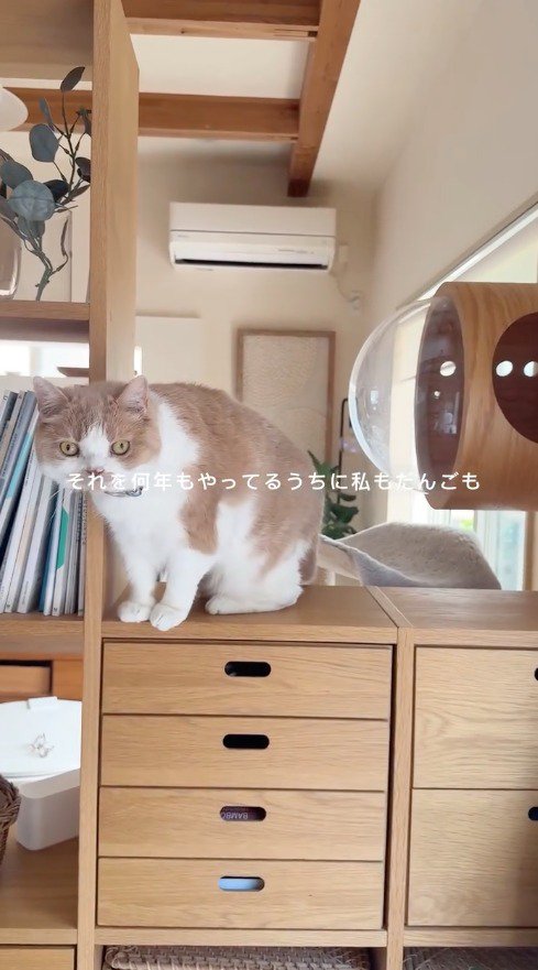 棚の上から飼い主を見つめる猫
