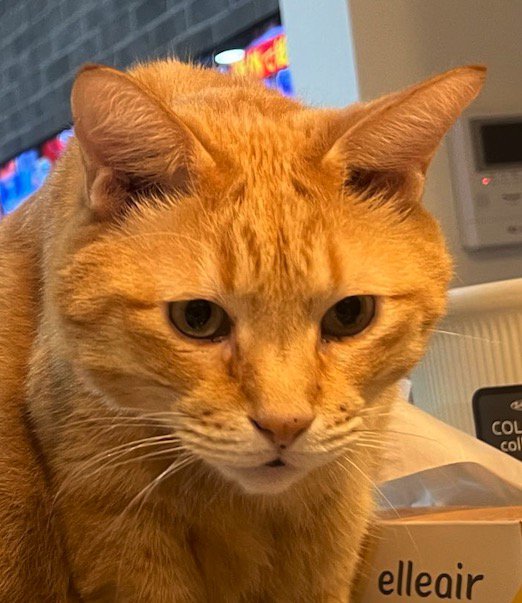 魚を見詰める茶トラ猫