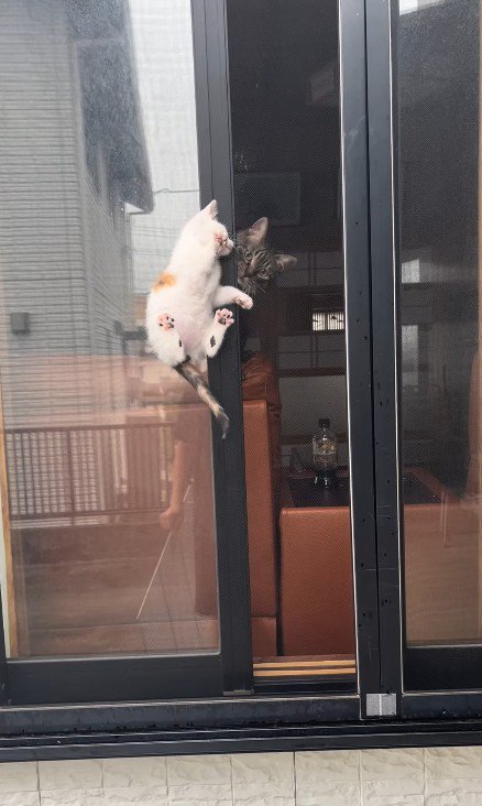 窓の隙間の子猫と見守る猫
