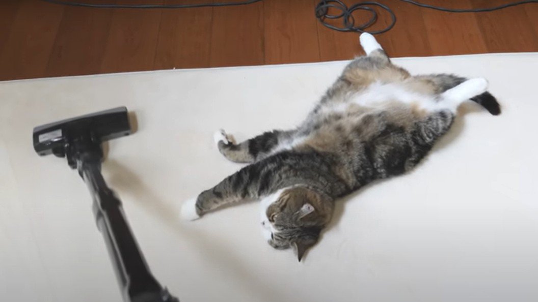 掃除機と猫