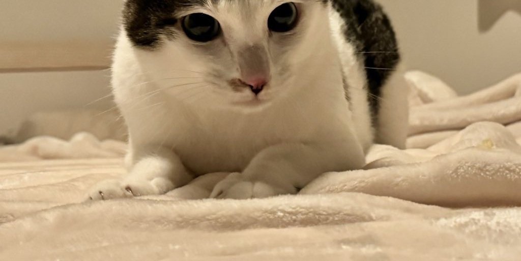 現在のセロイくん