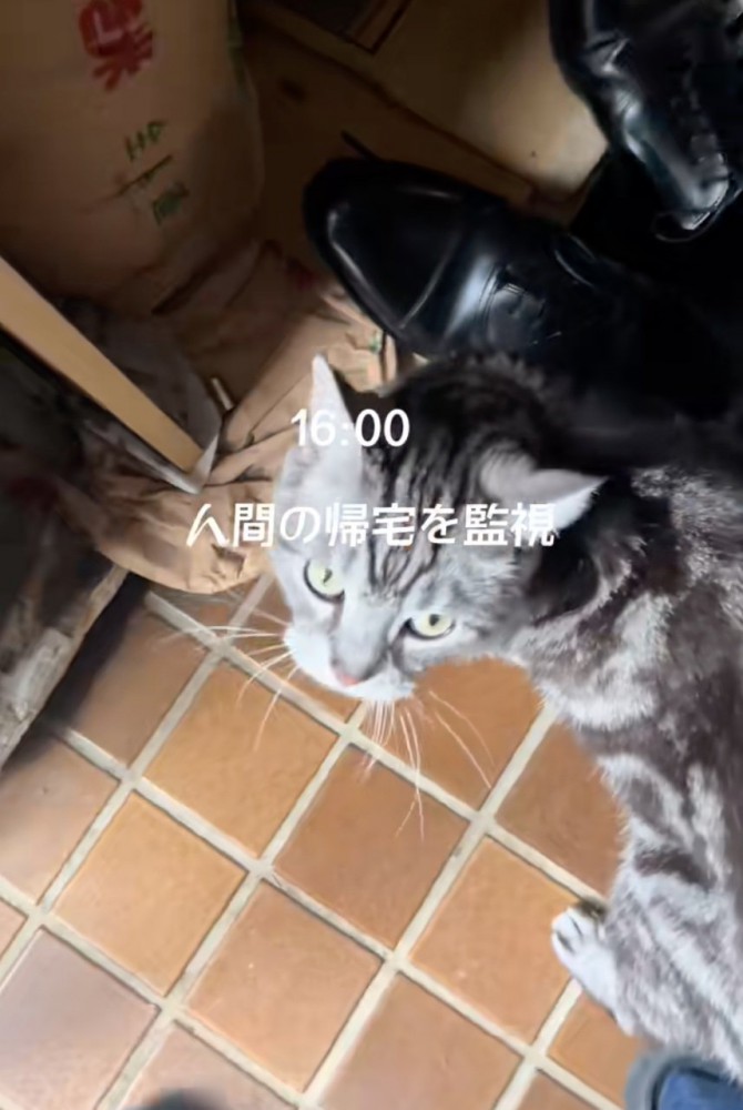 玄関で出迎える猫
