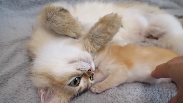 へそ天で飼い主を見つめる母猫