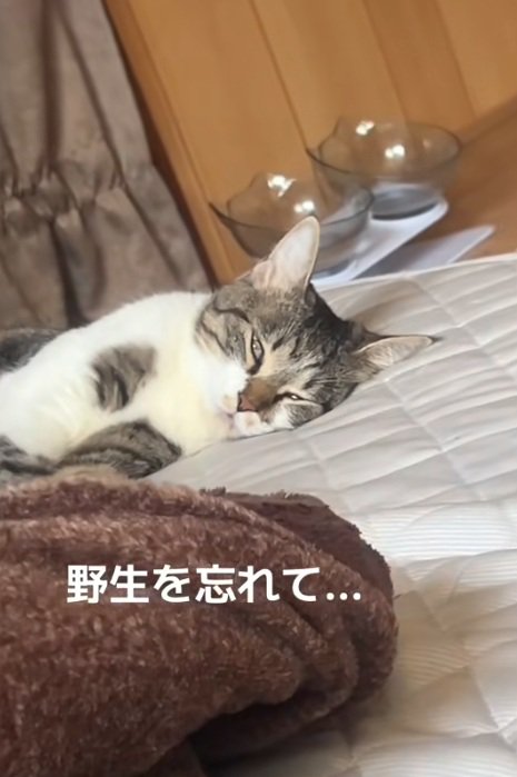 ベッドで寝ている猫
