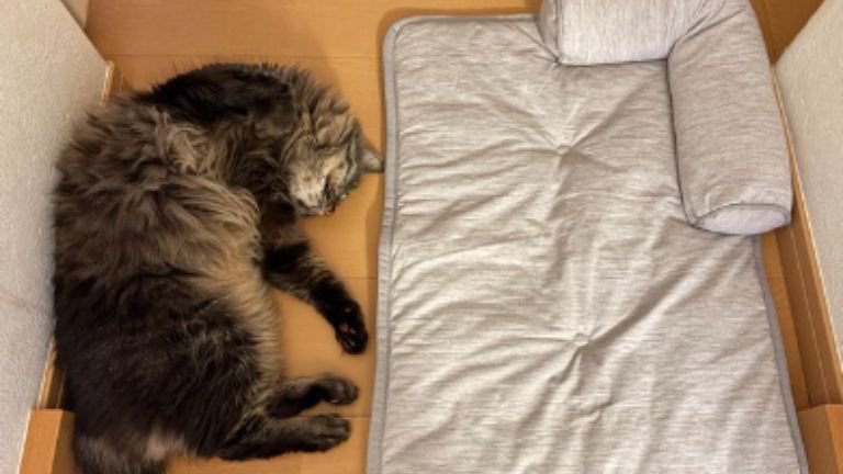 猫とひんやりマット