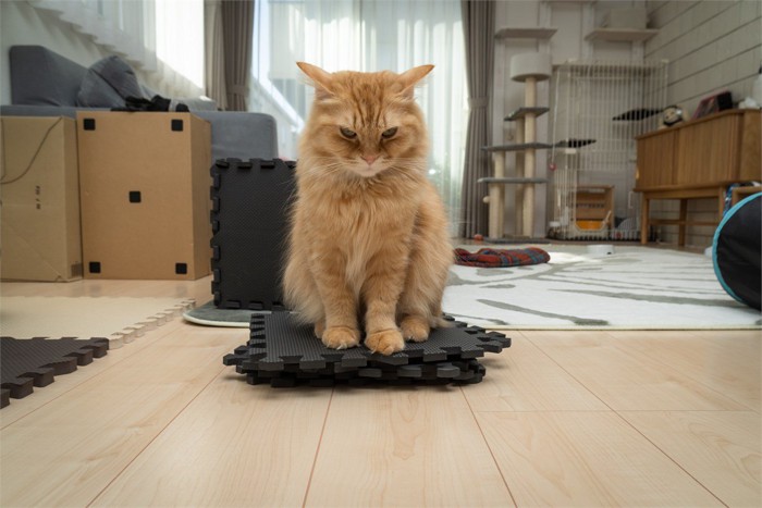 ジョイントマットの上に佇む猫