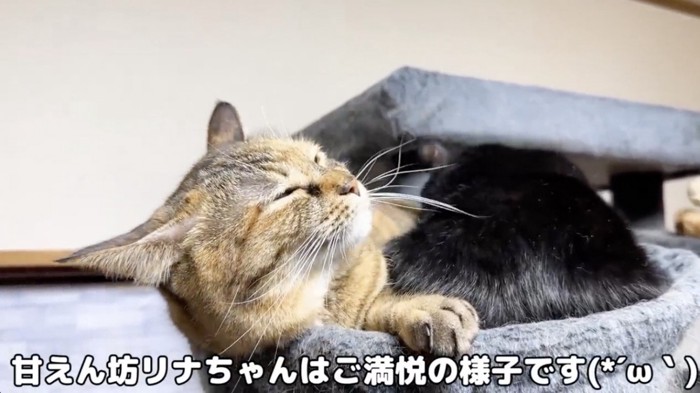 ご満悦な表情を見せる猫