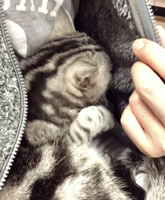 パパの胸に抱かれるアメリカンショートヘア