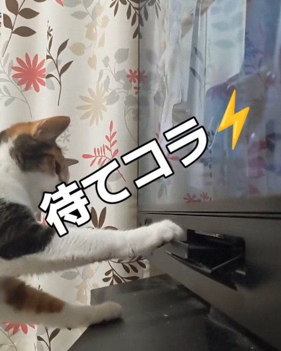 手で止める猫