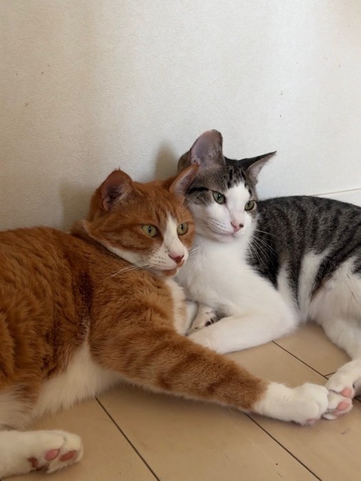 顔を寄せ合う2匹の猫