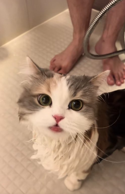 シャンプー中の猫
