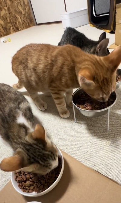 ご飯を食べる子猫たち