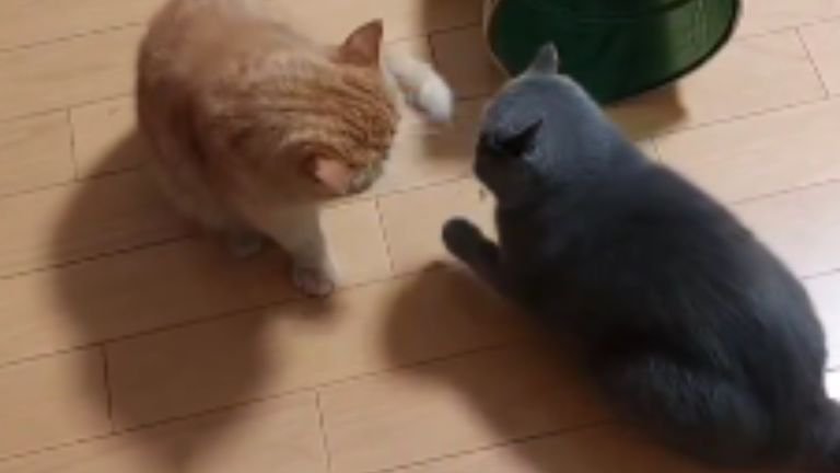 ケンカする猫たち