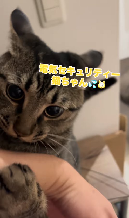 イカ耳で飼い主の手を抱え込んでいる猫