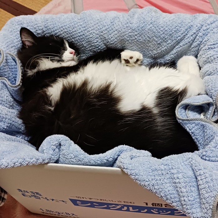 箱の中で仰向けで寝る猫