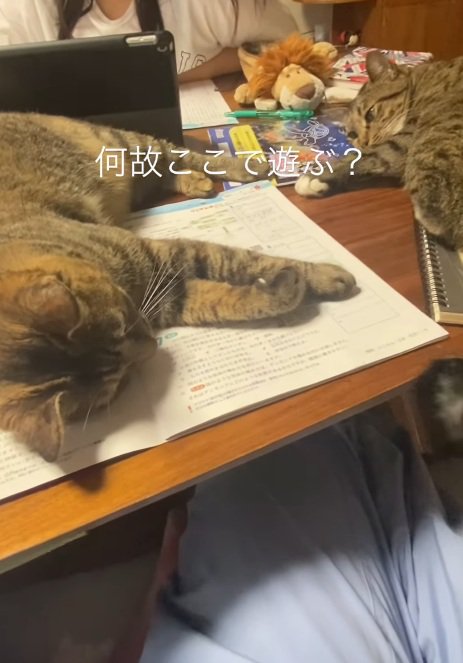 遊ぶ2匹の猫