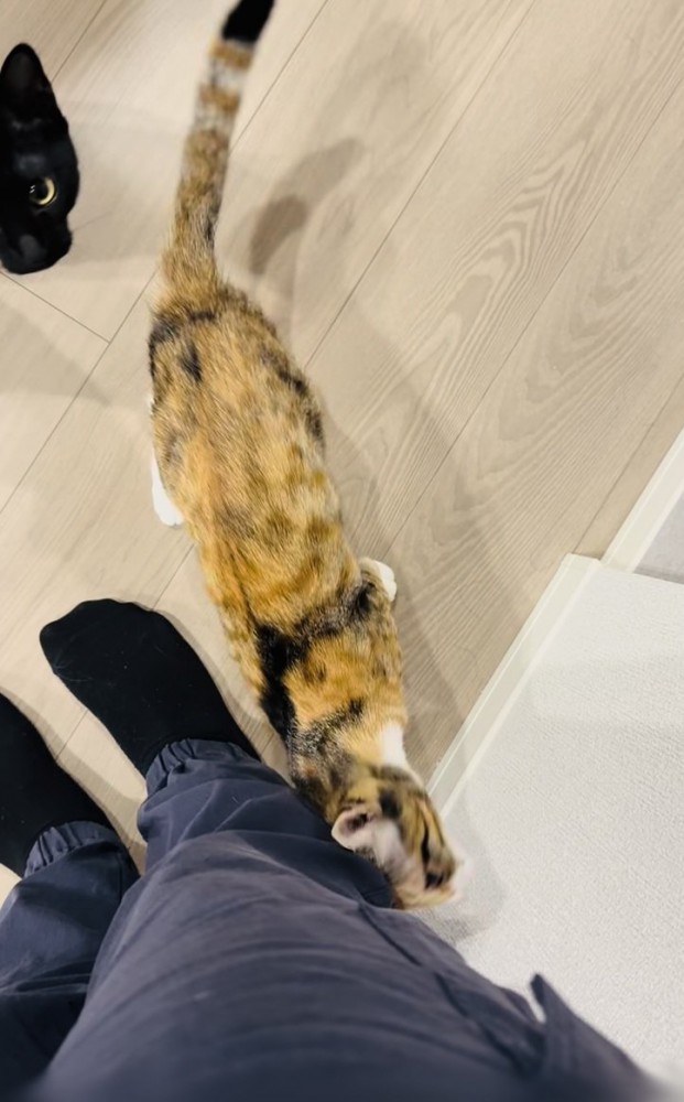 飼い主さんの足に擦り寄る三毛猫と飼い主さんを見つめる黒猫