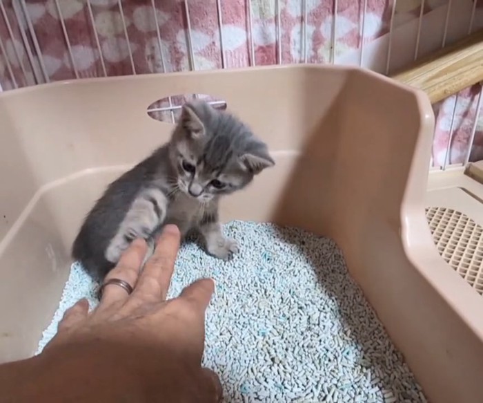 人の手にパンチする子猫