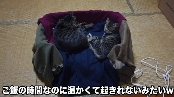 目を細める2匹の猫