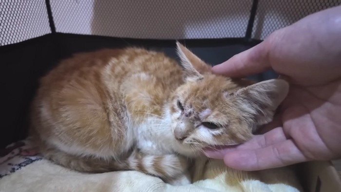 手に顔を寄せて