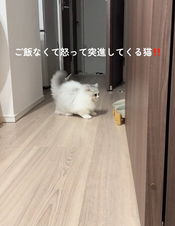 前を向く猫
