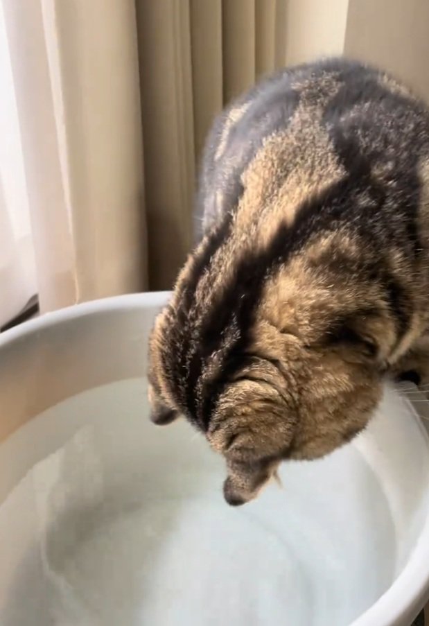 身を乗り出す猫