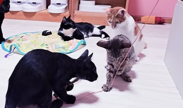 遊ぶ猫たちを見る子猫