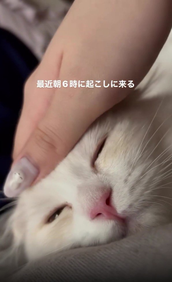 なでられている猫