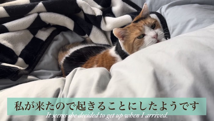 起きることにしたミケ