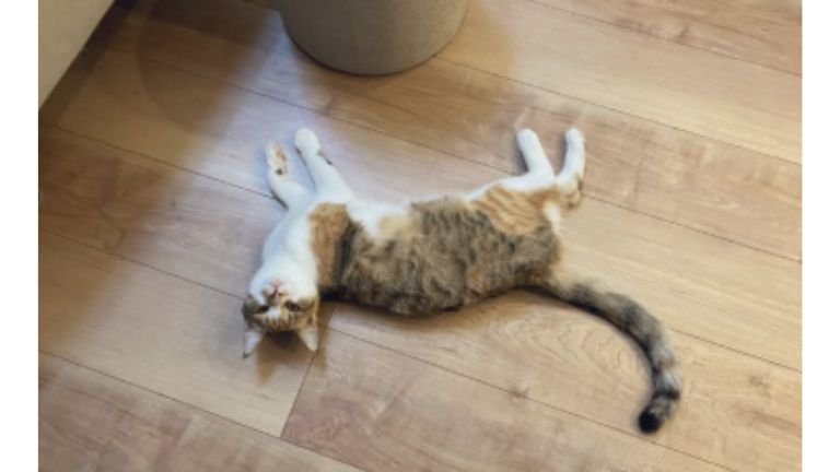 床に寝転がる猫