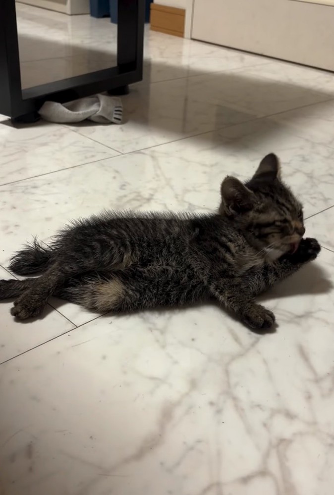 ご飯を食べる子猫