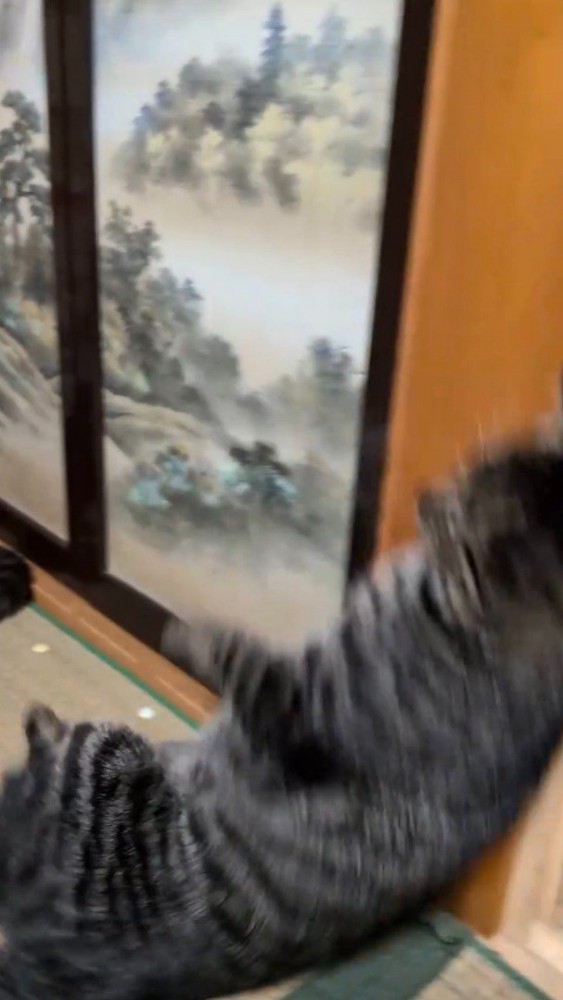 畳の上に尻もちをつくキジトラ猫