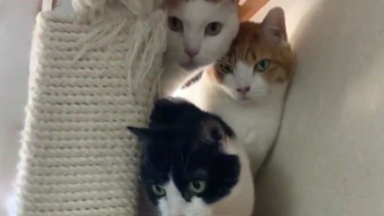 隠れている猫たち