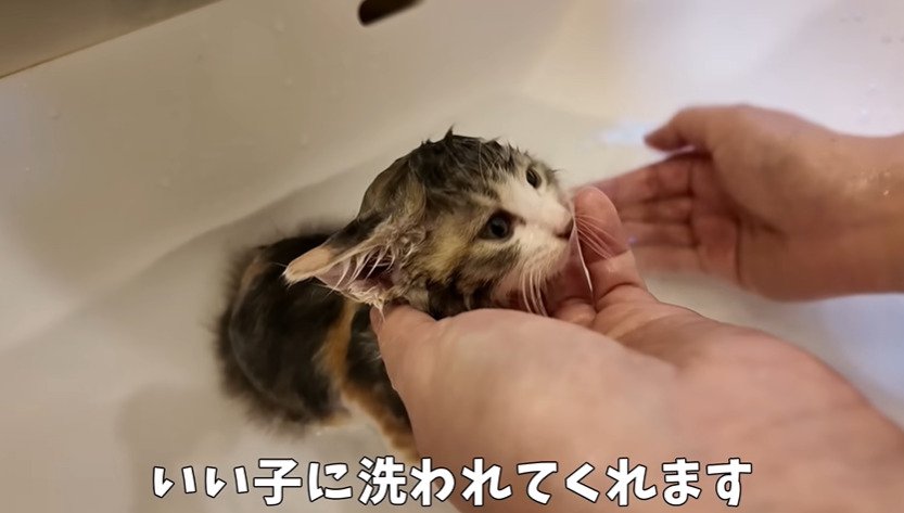 シャンプーされる子猫