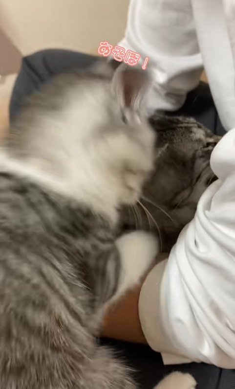 膝の上に乗っている猫にちょっかいを出している子猫