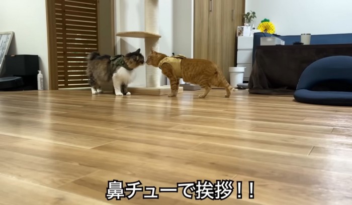 鼻チューする猫2匹