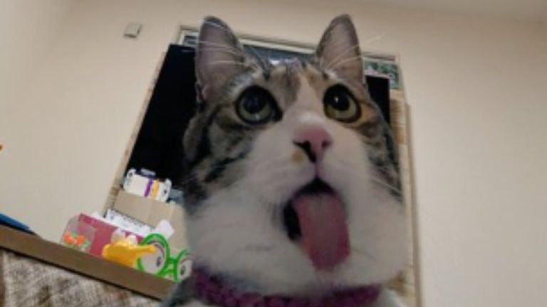 変顔の猫