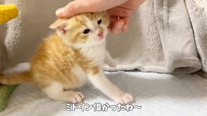 撫でられる子猫