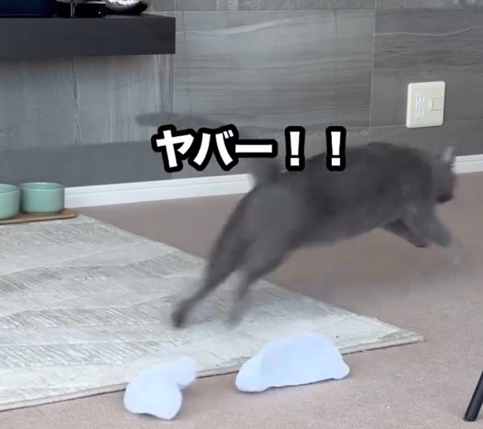 逃げ出す猫