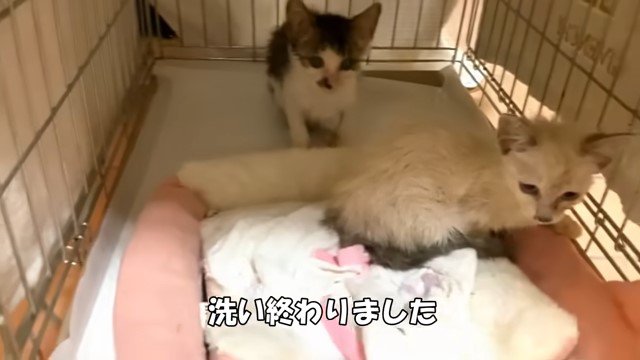 ケージの中の2匹の子猫