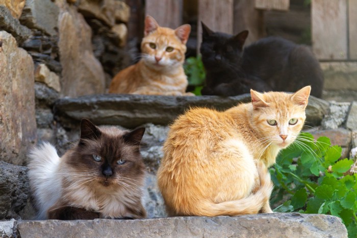 縄張りを共有する猫たち