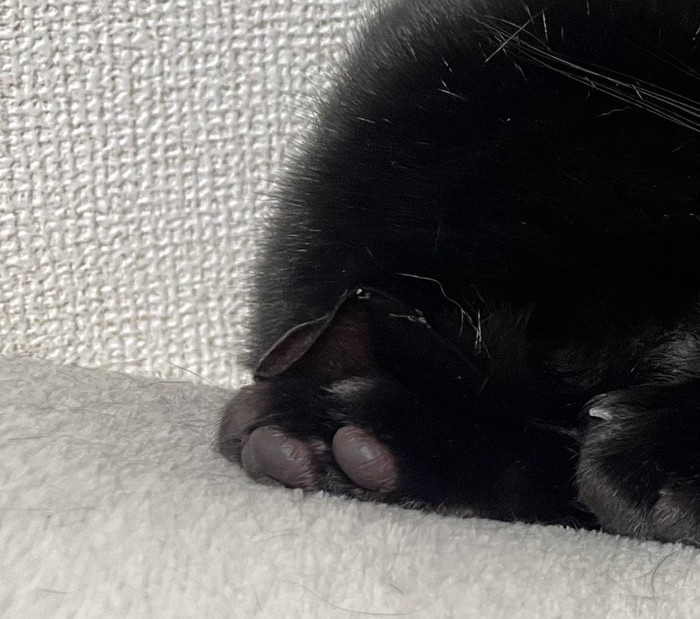 丸まっている猫の耳と肉球