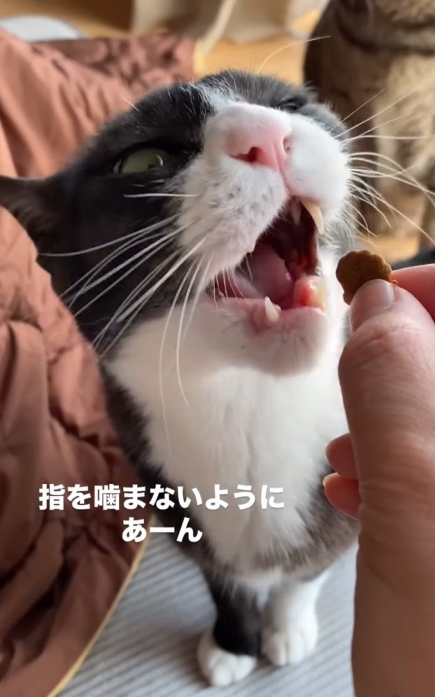 顔の角度を変える猫