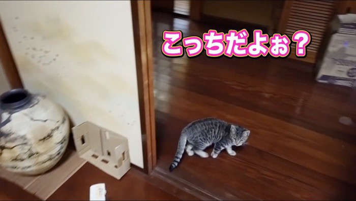 廊下に出る猫