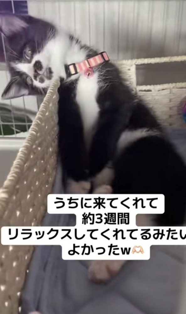 「うちに来てくれて...」のテロップ写真2