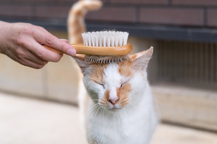 ブラッシングされている猫